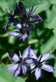 Image result for Swertia erosula