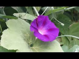 This monday we have 45 minutes of new music from morning glory @morningglorysoh. Morning Glory Seed Harvest Youtube