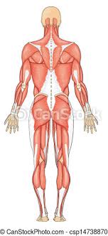 Of all the different tiss. Human Muscles Posterior Posterior View Human Muscular System Canstock