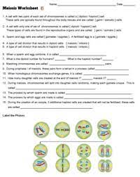 Meiosis Worksheet Key By Biologycorner Teachers Pay Teachers