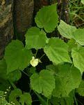 Image result for Pavonia rogersii