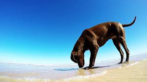 These dogs are a mix of two great breads that share some similar qualities as perfect i am looking for a lab weimaraner mix. Weimaraner Lab Mix Labmaraner Shop For Your Cause