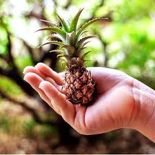 Pin Di Buchanan Su Island Living Ananas E Cocco Amazing Ananas