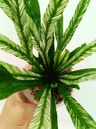 Image result for Asplenium staudtii