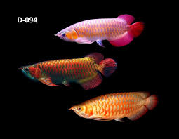 Mengenal Jenis Arwana Indonesia Ikan Ikan Akuarium Binatang Lucu