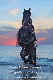 lo es lovas idezetek horses horse rearing cute cats and dogs