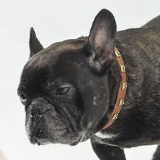Check spelling or type a new query. Fr Bulldog Collar Exclusive Studded Dog Collar For Bulldog