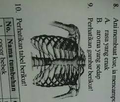 Maybe you would like to learn more about one of these? Perhatikan Gambar Berikut Fungsi Rangka Pada Gambar Tersebut Adalaha Melindungi Organ Reproduksib Brainly Co Id