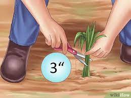 When to plant lilies and calla lilies by zone. 3 Ways To Winterize Calla Lily Bulbs Wikihow