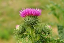 Image result for Carduus leptacanthus