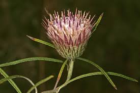 Image result for Dicoma anomala