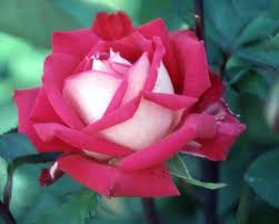 袁晓辉rita 玫瑰的種類roses hybrid tea roses tea roses rose