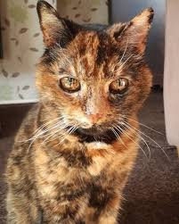 Age Is Just A Number 19 Beautiful Senior Cats Who Are Still Going Strong Pretty Cats Old Cats Senior Cat