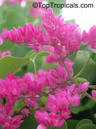 Image result for Antigonon leptopus