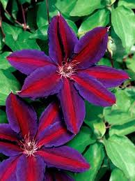 They bloom profusely over a long season, from early summer to early fall. Clematis Wildfire Bluestone Perennials