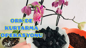 orkide kurtarma operasyonu orkide koklendirmek icin super uygulama eb orkideler bi tki bahce bitkileri