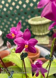 Image result for Indigofera pulchra