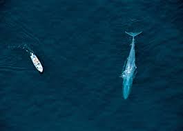 So, most of the comparisons for length i'll use in this article will be about 90 feet (27 meters) since that's about average as far as we know. Blue Whale Facts Habitat Pictures Britannica