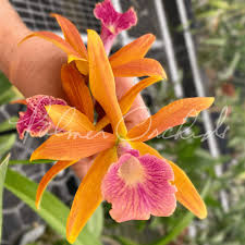 Image result for Blotiella currorii