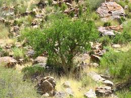 Image result for Commiphora tenuipetiolata