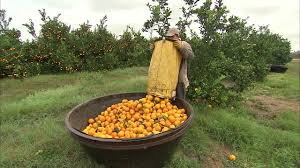 The most extensive apple orchard area is in eastern washington state, with a lesser but significant apple orchard area in most of upstate new york. Oranges Harvesting Youtube