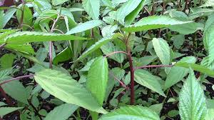 Bán đầy chợ với giá chỉ 5.000 đồng/mớ, loại rau này lại được ...