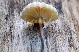Image result for Marasmius rotula