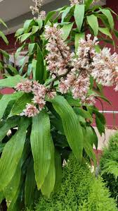 Image result for Dracaena fragrans
