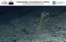 Image result for Tristicha