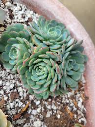 Image result for Humularia minima