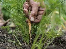 Learning how to thin carrots will ensure that your carrots can grow to full maturity. A Complete Guide To Thinning Carrots