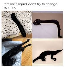 It's a free online image maker that allows you to add custom resizable text to images. Livin Large And In Charge With Quality Cat Memes In 2021 Cat Memes Quality Cat Memes