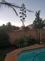 Usually when people think about things that can only be done once, they ponder about elements such as life, death or even having a first kiss. My Century Cactus Is Pretty It Only Blooms Once In Its Life Time And The Flower Stalk Can Reach Up To 8 M 26 Ft In Height Natureisfuckinglit