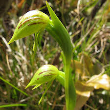 Image result for Monodora stenopetala