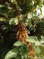 Image result for Harungana montana