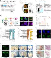 Check spelling or type a new query. Overarching Control Of Autophagy And Dna Damage Response By Chd6 Revealed By Modeling A Rare Human Pathology Nature Communications