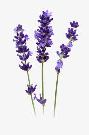 Check spelling or type a new query. Lavender Purple Fresh Png And Vector With Transparent Background For Free Download Lavender Flowers Watercolor Flowers Lavender Plant