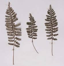 Image result for Asplenium rutifolium