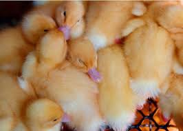 How Do I Care For Ducklings And Goslings? - My Pet Chicken