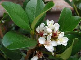 Image result for Hypertelis umbellata