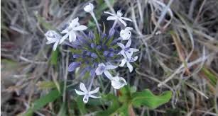 Image result for Pentanisia prunelloides