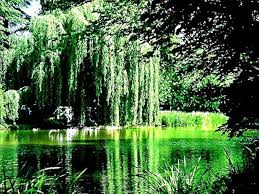 Image result for Salix babylonica