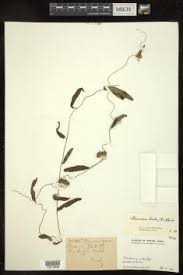 Image result for Merremia verecunda