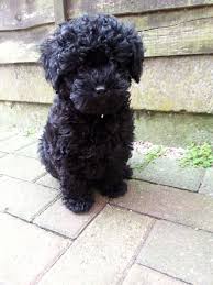 Maybe you would like to learn more about one of these? Adorable Miniature Toy Poodle X Shih Tzu Puppies Cannock Staffordshire Pets4homes