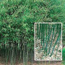 Hardy Evergreen Bamboo Evergreen Plants Ornamental Grasses Evergreen