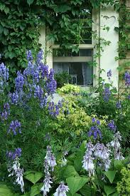 Climbing Vines Around The Window And The Blue And White Cottage Garden Flowers Beneath The Window Are Beautiful Bauerngarten Gartenschirme Pflanzen Schatten