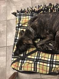 First pet veterinary clinic and grooming. Pets First Veterinary Clinic 36 Photos 216 Reviews Veterinarians 3413 N Broadway St Chicago Il United States Phone Number Yelp