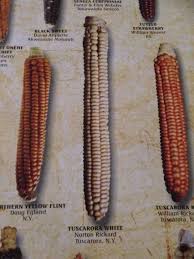 Black And Yellow Centipede North Carolina Father In Law Norton Rickards Corn Tuscarora White White Corn Corn Corn Soup