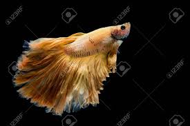 Shop the betta fish supplies your pet needs at petco. Yellow Gold Betta Fish Siamese Fighting Fish On Black Background Stock Photo Picture And Royalty Free Image Image 128853806