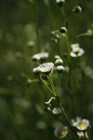 Image result for Oxyanthus strigosus